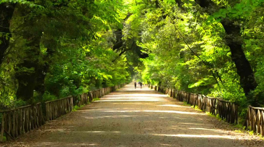 Capodimonte Woods